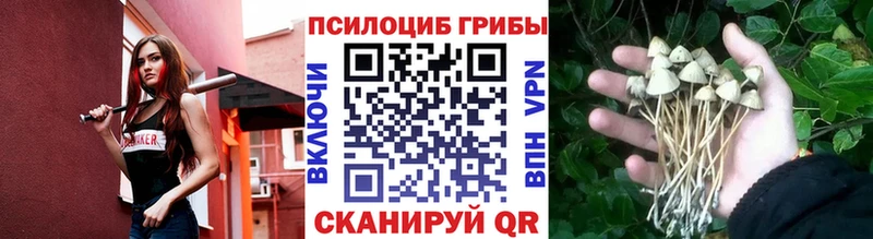 Псилоцибиновые грибы Cubensis  Петров Вал 
